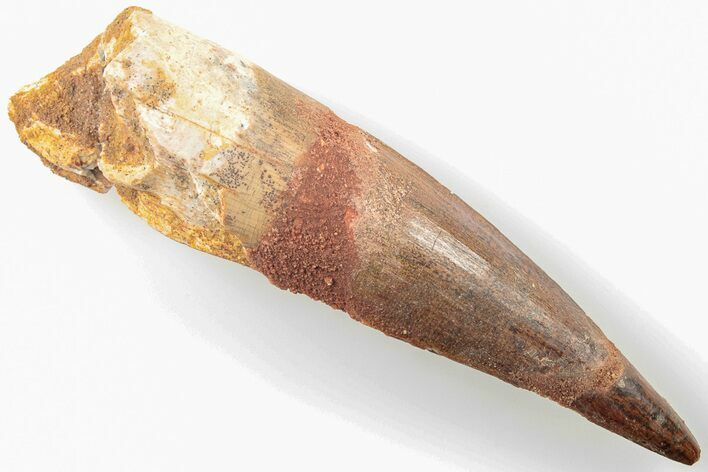 Bargain, 3.33" Real Spinosaurus Tooth - Composite Tooth